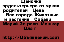 Щеночки эрдельтерьера от ярких родителей › Цена ­ 25 000 - Все города Животные и растения » Собаки   . Марий Эл респ.,Йошкар-Ола г.